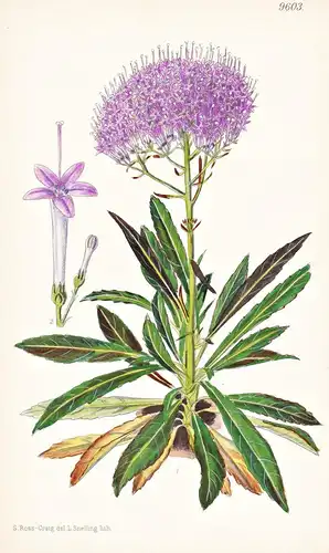 Trachelium Lanceolatum. Tab 9603 - Sicily Sizilien / Pflanze Planzen plant plants / flower flowers Blume Blume