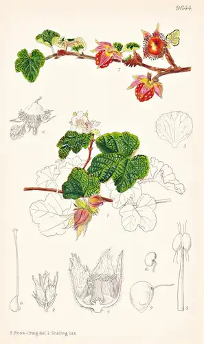 Rubus Calcycinoides. Tab 9644 - Formosa / Pflanze Planzen plant plants / flower flowers Blume Blumen / botanic