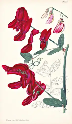 Lathyrus Splendens. Tab 9630 - California Kalifornien / Pflanze Planzen plant plants / flower flowers Blume Bl