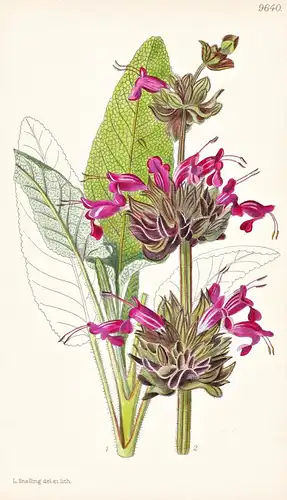Salvia Spathacea. Tab 9640 - California Kalifornien / Pflanze Planzen plant plants / flower flowers Blume Blum