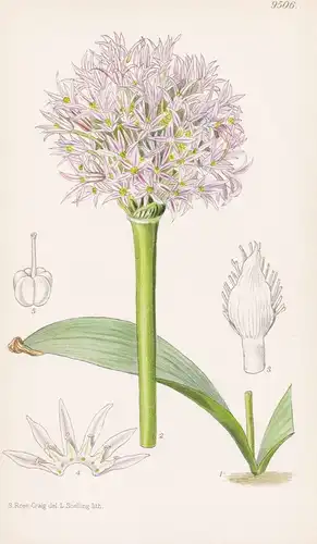 Allium Akaka forma Major. Tab 9506 - Persia Persien / Pflanze Planzen plant plants / flower flowers Blume Blum