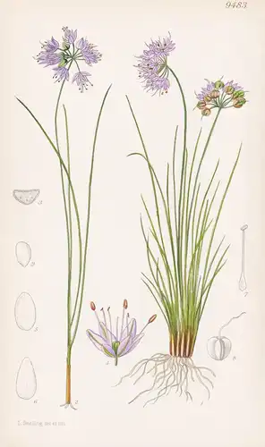Allium Cyaneum. Tab 9483 - China / Pflanze Planzen plant plants / flower flowers Blume Blumen / botanical Bota