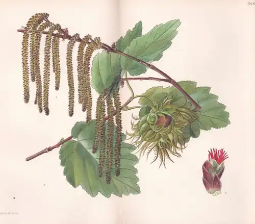 Corylus Colurna. Tab 9469 - Constantinople Konstantinopel / Pflanze Planzen plant plants / flower flowers Blum