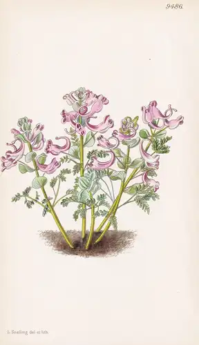 Corydalis Verticillaris. Tab 9486 - Persia Persien / Pflanze Planzen plant plants / flower flowers Blume Blume