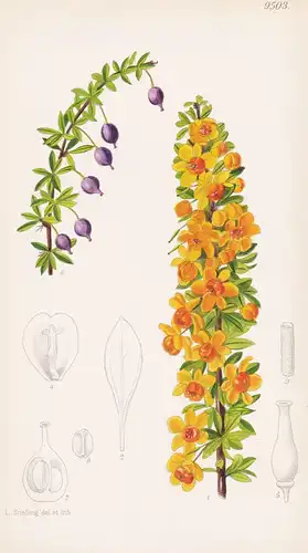 Berberis Chillanensis var. Hirsutipes. Tab 9503 - Argentina Argentinien / Pflanze Planzen plant plants / flowe
