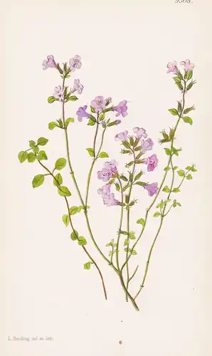 Calamintha Alpina var. Orontia. Tab 9508 - Europe Europa / Pflanze Planzen plant plants / flower flowers Blume