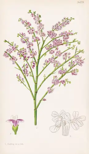 Carmichaelia Odorata. Tab 9479 - New Zealand Neuseeland / Pflanze Planzen plant plants / flower flowers Blume