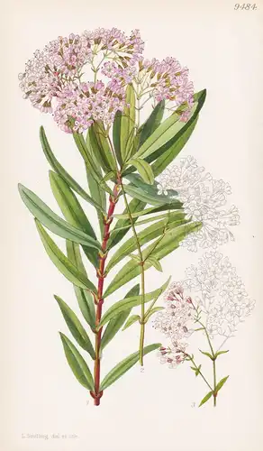 Gypsophila Oldhamiana. Tab 9484 - Japan / Pflanze Planzen plant plants / flower flowers Blume Blumen / botanic