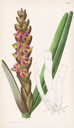 Epidendrum Coriifolium. Tab 9477 - Guatemala / Orchidee orchid / Pflanze Planzen plant plants / flower flowers