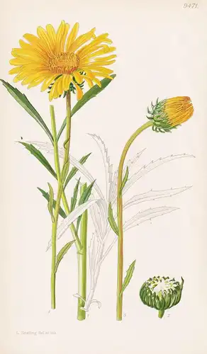 Grindelia Chiloensis. Tab 9471 - Argentina Argentinien / Pflanze Planzen plant plants / flower flowers Blume B