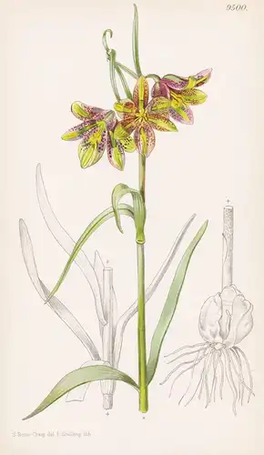 Fritillaria Gracilis. Tab 9500 - Herzegowina / Lilie lily / Pflanze Planzen plant plants / flower flowers Blum