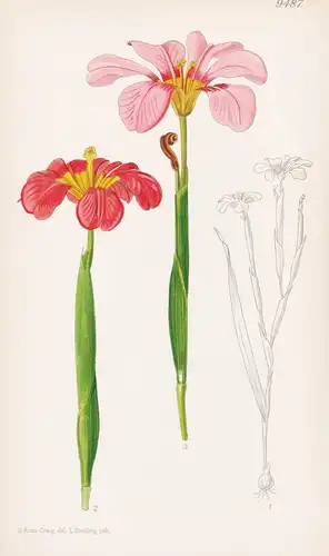 Homeria Collina. Tab 9487 - South Africa Südafrika / Pflanze Planzen plant plants / flower flowers Blume Blume