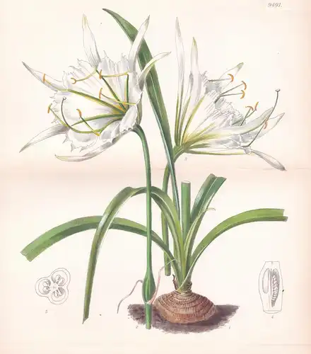 Leptochiton Quitoensis. Tab 9491 - Ecuador / Pflanze Planzen plant plants / flower flowers Blume Blumen / bota