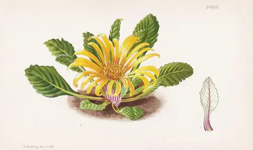 Liabum Ovatum. Tab 9485 - Peru Bolivia Bolivien / Pflanze Planzen plant plants / flower flowers Blume Blumen /