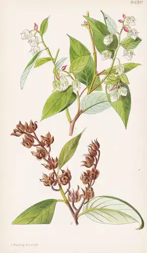 Lyonia Macrocalyx. Tab 9490 - China / Pflanze Planzen plant plants / flower flowers Blume Blumen / botanical B