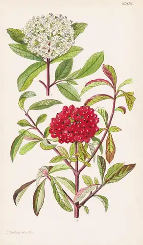 Viburnum Foetidum. Tab 9509 - China / Pflanze Planzen plant plants / flower flowers Blume Blumen / botanical B