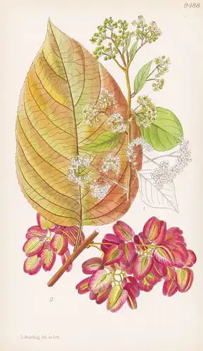 Tripterygium Wilfordii. Tab 9488 - China / Pflanze Planzen plant plants / flower flowers Blume Blumen / botani