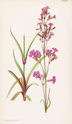 Viscaria Atropurperea. Tab 9489 - Bulgaria Bulgarien / Pflanze Planzen plant plants / flower flowers Blume Blu