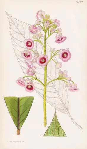 Saurauia Subspinosa. Tab 9472 - Himalaya / Pflanze Planzen plant plants / flower flowers Blume Blumen / botani
