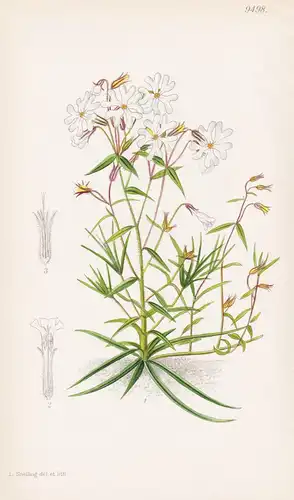 Phlox Bifida var. Glandifera. Tab 9498 - America Amerika / Pflanze Planzen plant plants / flower flowers Blume