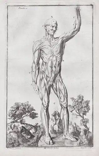 Planche 12 - Anatomie Mensch Muskeln Ecorche muscles / Medizin medicine