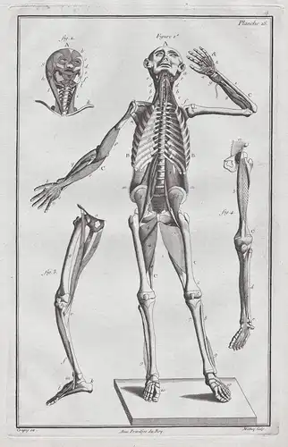 Planche 26 - Menschliche Anatomie human anatomy Skelett skeleton / Medizin medicine