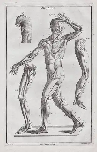 Planche 16 - Mensch Muskeln Ecorche muscles Anatomie / Medizin medicine