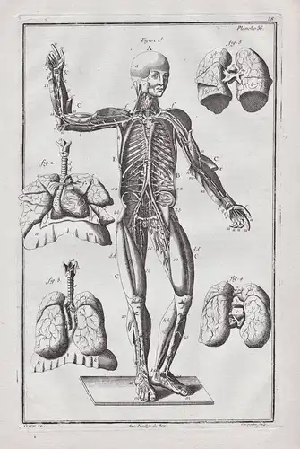 Planche 36 - Menschliche Anatomie human anatomy Körper body / Medizin medicine