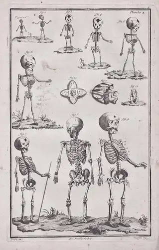 Planche 4 - Skelette skeletons Skelett Medizin medicine