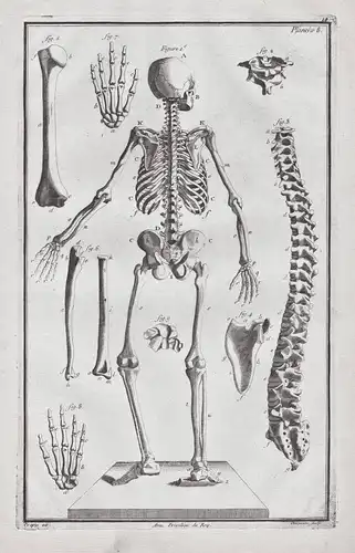 Planche 8 - Skelette skeletons Skelett Rückenansicht back view / Medizin medicine