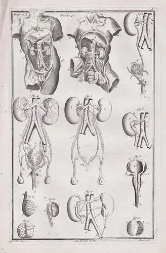 Planche 46 - Menschliche Anatomie human anatomy / Medizin medicine
