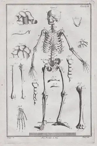 Planche 6 - Skelette skeletons Skelett / Medizin medicine
