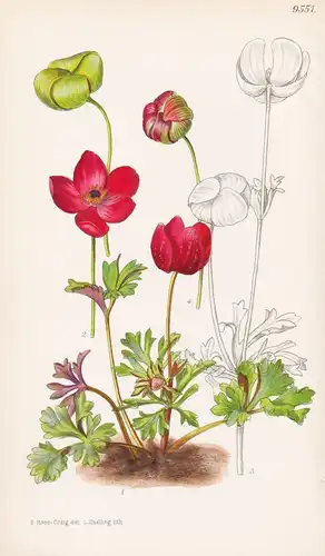 Anemone Biflora. Tab 9551 - Persia Persien / Pflanze Planzen plant plants / flower flowers Blume Blumen / bota