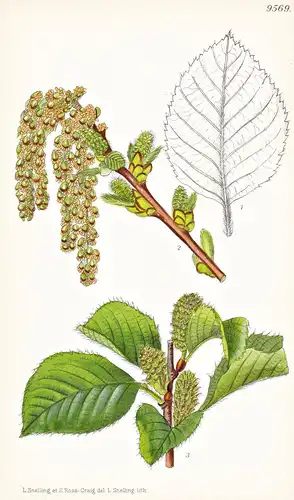 Betula Medwediewii. Tab 9569 - Caucasus Kaukasus / Pflanze Planzen plant plants / flower flowers Blume Blumen