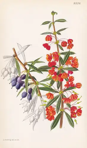 Berberis Linearifolia. Tab 9526 - The Andes Anden / Pflanze Planzen plant plants / flower flowers Blume Blumen