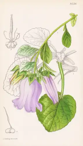 Campanula Incurva. Tab 9556 - Balkan / Pflanze Planzen plant plants / flower flowers Blume Blumen / botanical