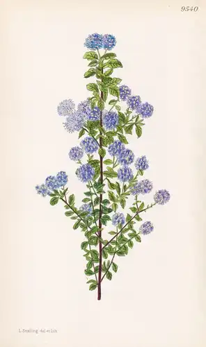 Ceanothus Foliosus. Tab 9540 - California Kalifornien / Pflanze Planzen plant plants / flower flowers Blume Bl