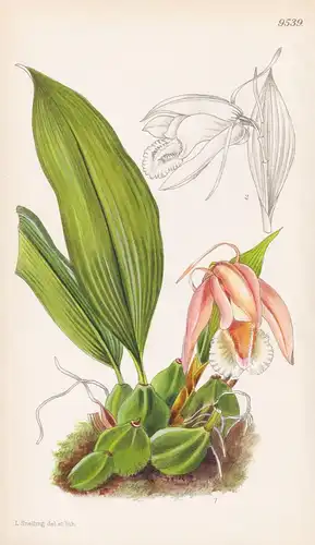 Coelogyne Speciosa var. Alba. Tab 9539 - Malaya / Orchidee orchid / Pflanze Planzen plant plants / flower flow