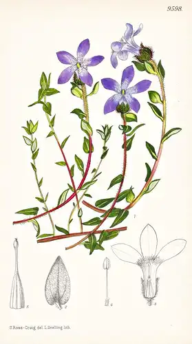 Cyananthus Microphyllus. Tab 9598 - India Indien / Pflanze Planzen plant plants / flower flowers Blume Blumen