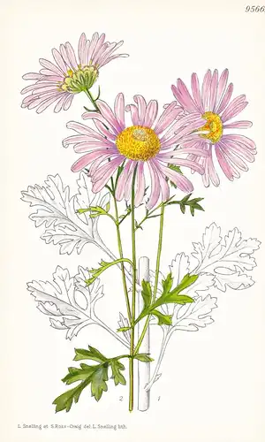 Chrysanthemum Rubellum. Tab 9566 - Wales / Pflanze Planzen plant plants / flower flowers Blume Blumen / botani