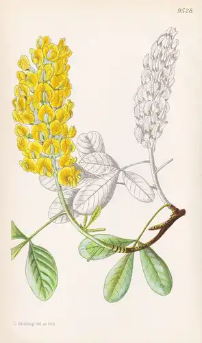 Cytisus Battandieri. Tab 9528 - Morocco Marokko / Pflanze Planzen plant plants / flower flowers Blume Blumen /