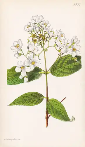 Deutzia Longifolia var. Farreri. Tab 9532 - China / Pflanze Planzen plant plants / flower flowers Blume Blumen
