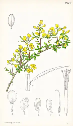 Genista Januensis. Tab 9574 - Balkan Peninsula Balkanhalbinsel / Pflanze Planzen plant plants / flower flowers
