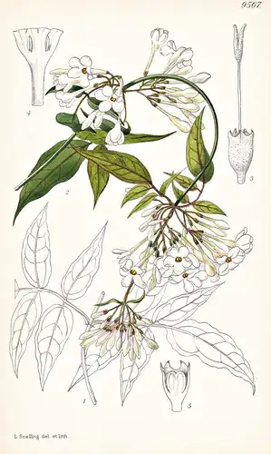 Jasminum Dispermum. Tab 9567 - India Indien / Pflanze Planzen plant plants / flower flowers Blume Blumen / bot