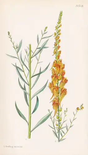 Linaria Ventricosa. Tab 9518 - Morocco Marokko / Pflanze Planzen plant plants / flower flowers Blume Blumen /