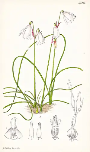 Leucojum Trichophyllum. Tab 9585 - North Africa Nordafrika / Pflanze Planzen plant plants / flower flowers Blu