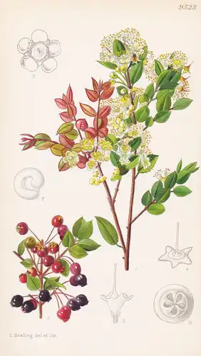 Myrtus Lechleriana. Tab 9523 - Chile / Pflanze Planzen plant plants / flower flowers Blume Blumen / botanical