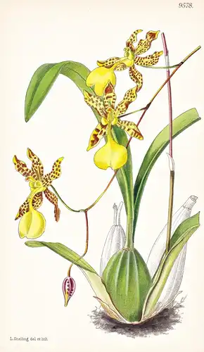 Oncidium Unguiculatum. Tab 9578 - Mexico Mexiko / Orchidee orchid / Pflanze Planzen plant plants / flower flow