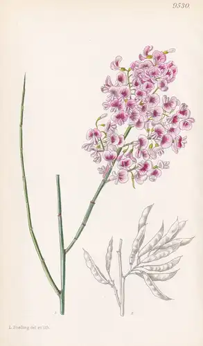 Notospartium Glabrescens. Tab 9530 - New Zealand Neuseeland / Pflanze Planzen plant plants / flower flowers Bl