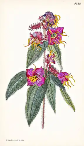 Osbeckia Yunnanensis. Tab 9588 - China / Pflanze Planzen plant plants / flower flowers Blume Blumen / botanica